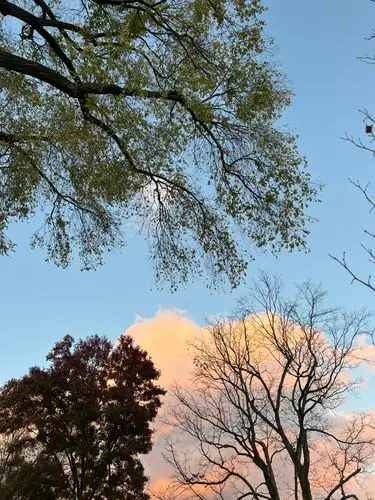 Sunset's soft embrace on the changing leaves.